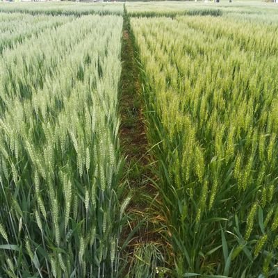 Grupo de investigación de la UPM implicado en la mejora de la calidad del trigo. 
Plant Breeding research group at the @La_UPM @ETSIAAB