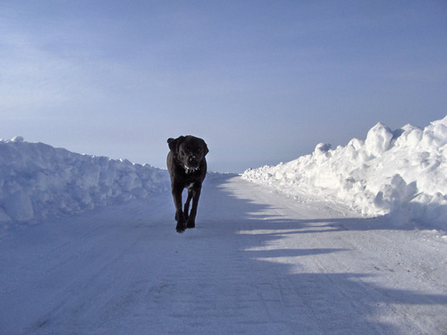 yellerknife's profile picture. Business Analyst, running further and faster all the time,  enjoying the ride