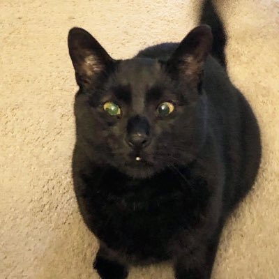 kitcat_meade5's profile picture. 