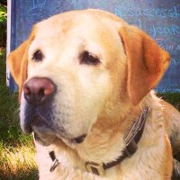 Harvey the Wonder Dog (@harveywonderdog) 's Twitter Profile Photo Harvey the Wonder Dog (@harveywonderdog) 's Twitter Profile Photo