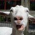 Prof. Goat (@ProfGoat) Twitter profile photo