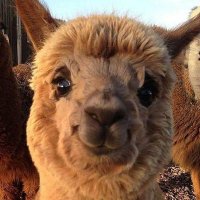 sabine (@sabuuune) 's Twitter Profile