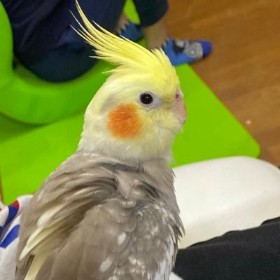 オカメインコ大好き♡ (@achan49907561) / Posts / X