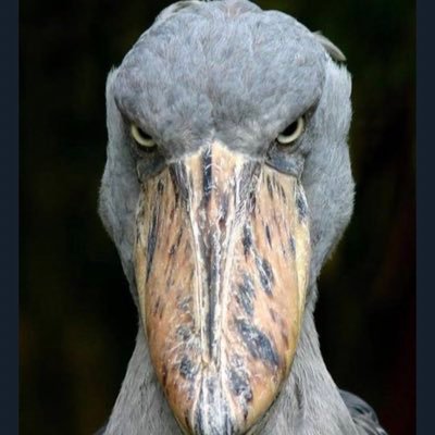 FreightMoova's profile picture. I move freight