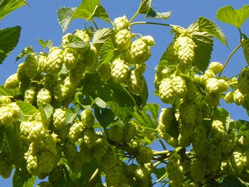 SnapCrackleHOPS's profile picture. trust me, I’m a good guy