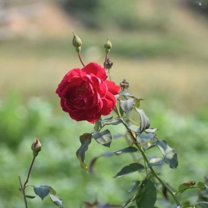 JharkhandJhaka1's profile picture. Koderma jharkhand follow