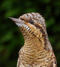 Please send all Wryneck sightings in the UK to us. You can follow too. Also: @hawfinchesuk, @waxwingsuk, @hoopoesuk