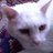 Anton12353's profile image