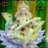 Parveen53029607's profile image
