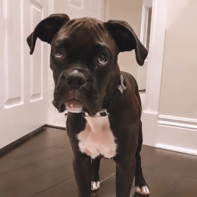 ChaosIlc's profile picture. #Dogecoin