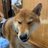 新宿dog