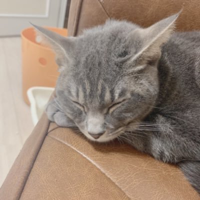 FIPcoco201911's profile picture. 捨て猫/生後1年3ヶ月/ココア/FIP(猫伝染性腹膜炎)/Instagram新しくなりました@cooocoa_1209/クラウドファンディング立ち上げました/https://t.co/eYUgKsneCn