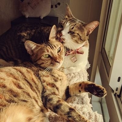 海苔裹梅子 Catoucco Twitter 海苔裹梅子 Catoucco Twitter