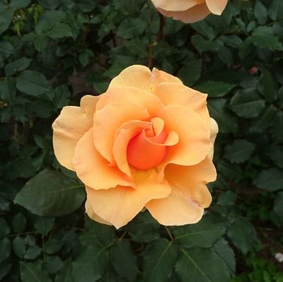 gg41630020's profile picture. 順調です