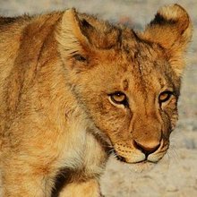 kuroyagin1's profile picture. 