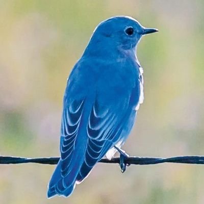 The Bluebird carries the sky on his back. ~Thoreau
🎼 Tweet Tweet Tweet 🎶