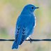 BluBirdSpeaketh 🐦 (@blubirdspeaketh) Twitter profile photo BluBirdSpeaketh 🐦 (@blubirdspeaketh) Twitter profile photo