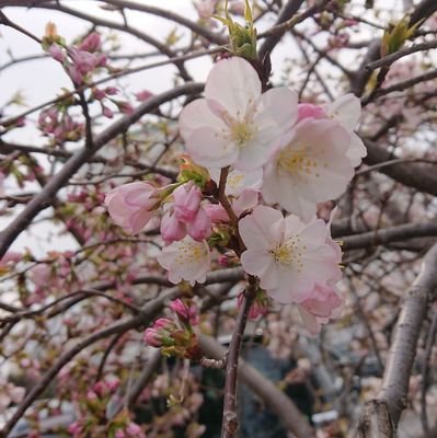 咲く桜