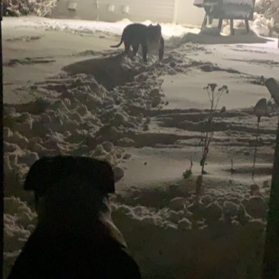 Father of one Daughter and Two American Bullies