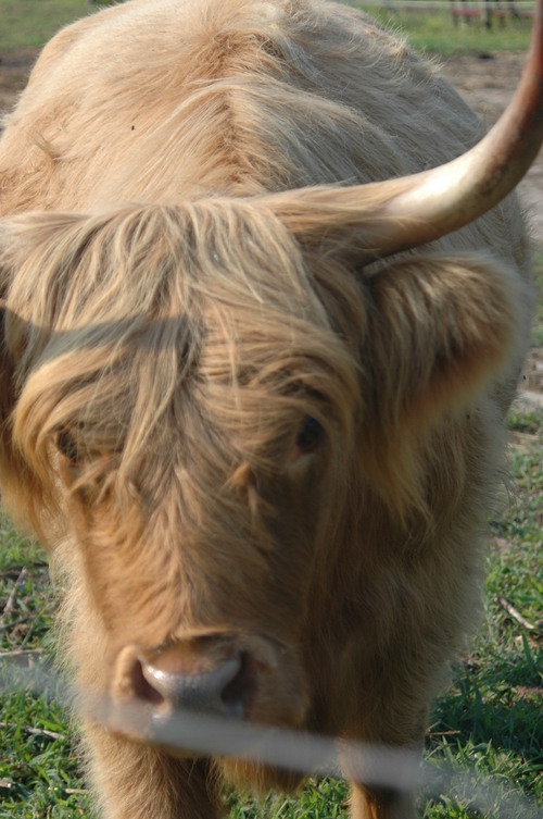 certified organic produce, grass fed beef, heritage pork and solar powered. https://t.co/Rc2A4nxpaV