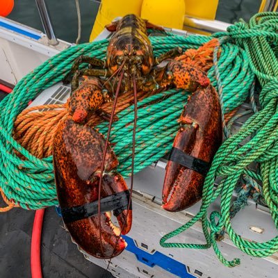 Located in America’s oldest fishing port Gloucester, MA 
978-559-7988 
orders@capeannlobstermen.com 
info@capeannlobstermen.com
WHOLESALE LOBSTERS & RETAIL