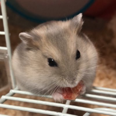 つりーぬさんのプロフィール画像