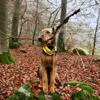 Frodo the Airedale 🇪🇺🇬🇧🇨🇦 (@airedalefrodo) 's Twitter Profile