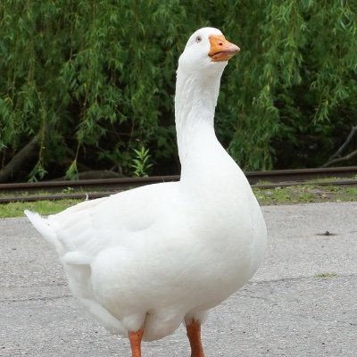 The Calamity Goose