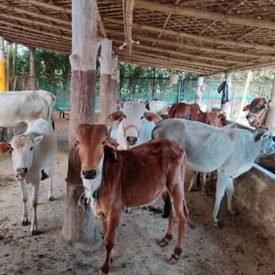 ArjunGaushala's profile picture. धर्मो रक्षति रक्षितः। जय श्री कृष्ण।
@amiteshanjan