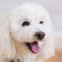 考察系X白犬 (@shiroinuproject) 's Twitter Profile Photo 考察系X白犬 (@shiroinuproject) 's Twitter Profile Photo