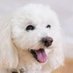 考察系X白犬 (@shiroinuproject) Twitter profile photo 考察系X白犬 (@shiroinuproject) Twitter profile photo