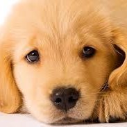 Le chien-berger est la ressource ultime pour les amoureux des chiens. Nous fournissons les guides de races de chiens les plus détaillés sur Internet.