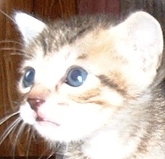 神奈川県座間市在住。アイコンの猫に飼い慣されている(^^;♂。パソコンが趣味で会社では「システムエンジニア」なんて呼ばれて、いいように使われていたりします。