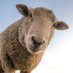 Sheep Profile picture
