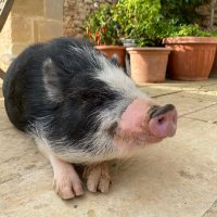 Flissy(@FlissyThePig) 's Twitter Profile Photo