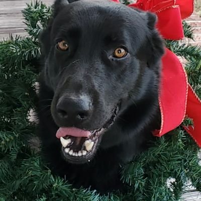 tlkc5884's profile picture. Just a mom.
