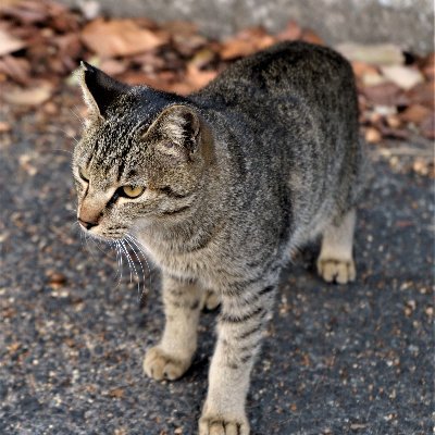 aiton750's profile picture. 趣味:ニコ生･グラベルバイク・写真・競馬