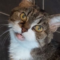 Bryan (@brytimo_cs) 's Twitter Profile
