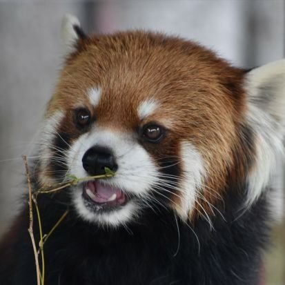 ♪ガイア推しʕ•ᴥ•ʔ ミンファ、ティアラ、ジャズメロ、ココキンギンコキン、トロリ、キクマル、キラ、光秀、令明、麻麻、友友、和寿、優香、輝耀、福福、笑笑、蘭花、麦、カカププポポ、ノゾム、モッチー、みたらし、ララ、ロン! キンタ(๑˃̵ᴗ˂̵)