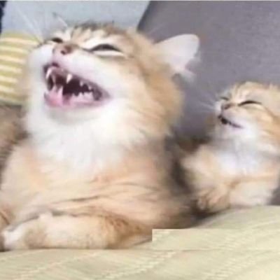 kacieattlee's profile picture. Humanitarian, ally🌈, Animal Rescuer🐶🐱🐴🐹🐢 Wilflife Warrior 🌊🌊🌊