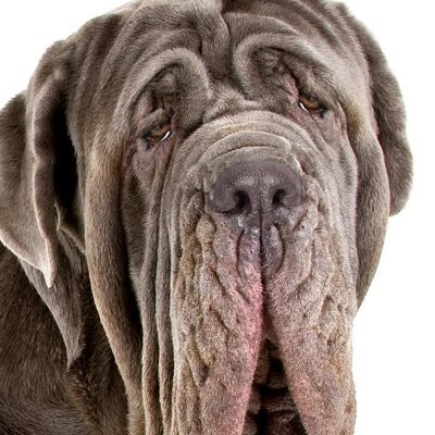 Mastino1111 Profile Picture