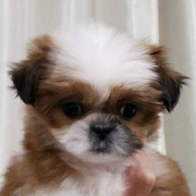 LOVE20200824's profile picture. 美味しい物と平和と動物を愛する宮城県民です😌💓
安全運転でよろしく😉👍️🎶