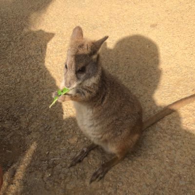 やや成長がゆっくりな事以外は至って普通の小学3年生です /鬼滅好き/最近は呪術も/暇さえあればYouTube/マイクラが好き/桃鉄も好き/マグロがあれば幸せ/YouTuberもやってます/良かったら見てね