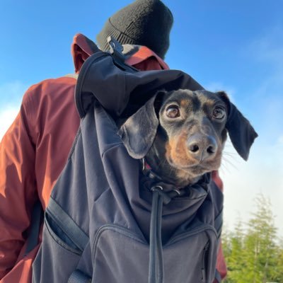 ChrisSeds's profile picture. 🇬🇧👫🐕⛷🏌️‍♂️⚽️ #bitcoin🇨🇦