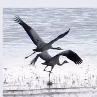 RewildingSpain Biolithic Think Tank (@rewilding_spain) 's Twitter Profile
