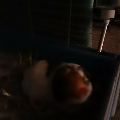 Joy44736417's profile picture. 