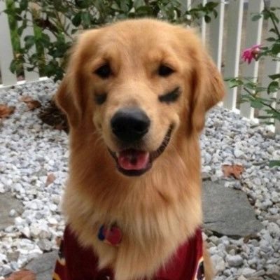 TheRealNightDog Profile Picture