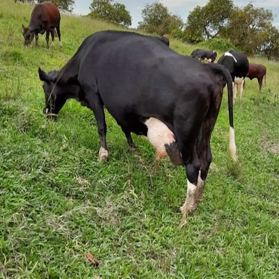 Holstein-Friesian, Ayrshire and Crossbreed cattle. All about milk!
Call +256784375008/+256702245993. Email: magondodairyfarm@gmail.com

Admin @JacobMuzahura