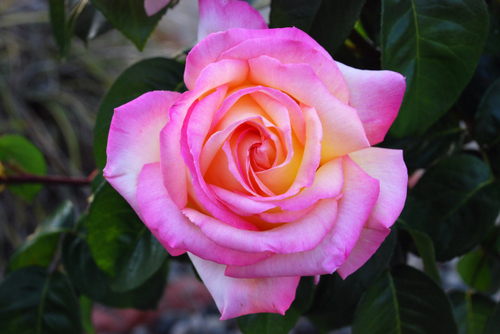 sarah_sarah89's profile picture. Affiliation is most important to me.