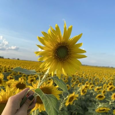 Chaniss92513431's profile picture. เมนไบร์ท รักไบร์ท จะเป็นทานตะวันที่เฝ้ามองคูมพระอาทิตย์☀อยู่ตรงนี้เสมอ